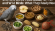 Birds Food