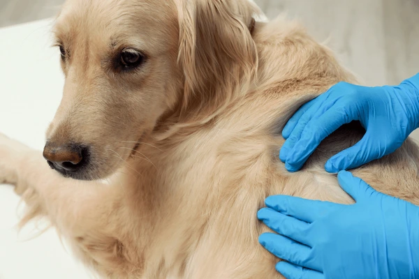 Panacur for Dogs – Vet-Approved Treatment for Worm Infestations